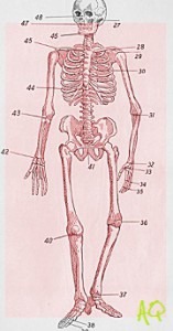 "Dangerous areas on the skeleton." Das Kano Jiu-jitsu, 1905.
