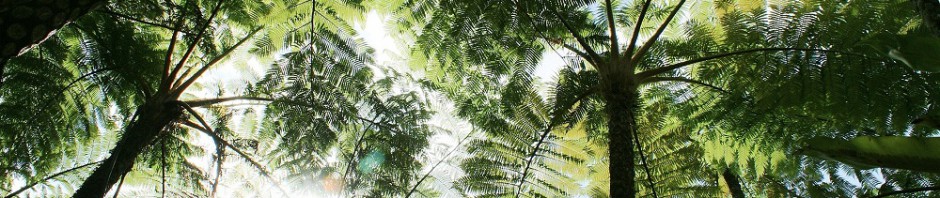Tree fern rainforest jungle, Northern Okinawa main island, Dec. 28, 2010
